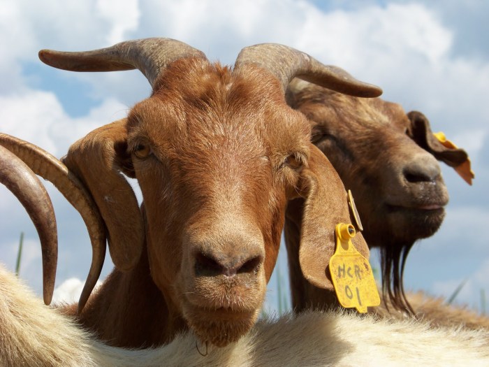 Goat goats breeds raising breeding boer morningchores